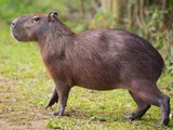 Capybara