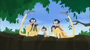Grabsy and 2 other Spider Monkeys