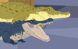 Crocogator Contest, Wild Kratts Wiki