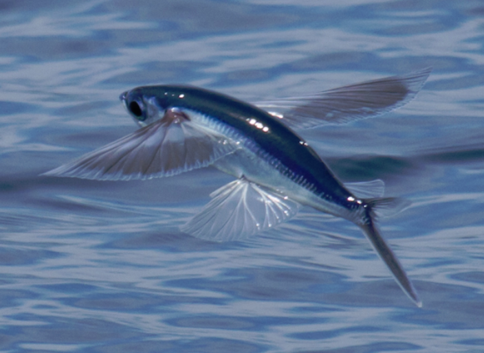 Atlantic Flying Fish, Wild Kratts Wiki
