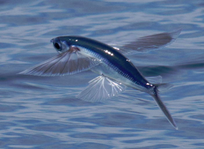 Virginia Tech Ichthyology Class Flying Fish: Flight, Flotsam, And