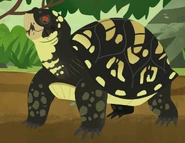 Box Turtle (Terrapene carolina)