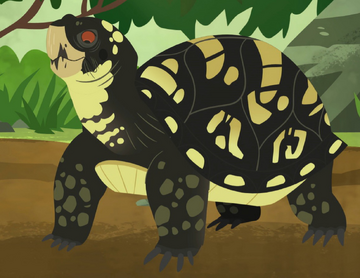 Wild kratts sea turtle full episode new arrivals