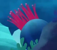 Dahlia Anemone (Urticina felina)