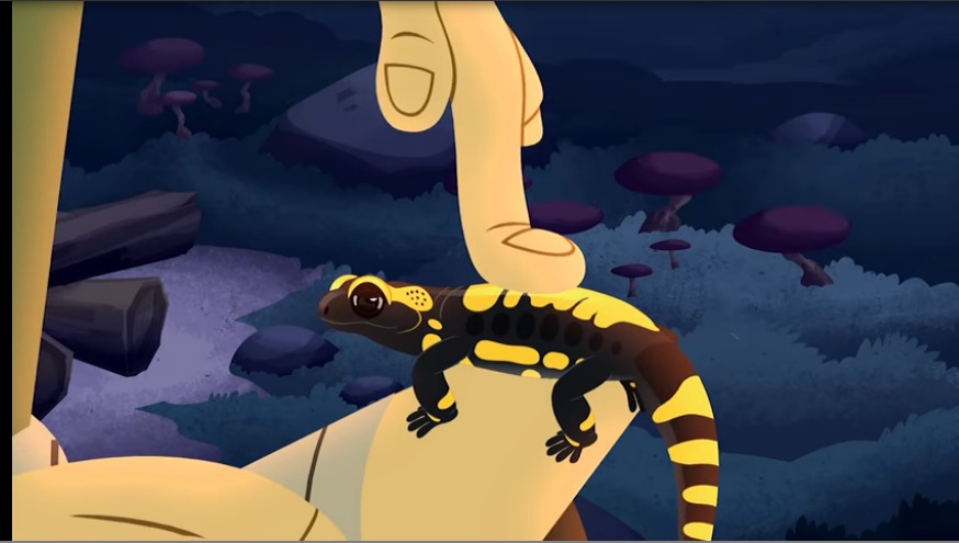 Fire Salamander (episode) | Wild Kratts Wiki | Fandom