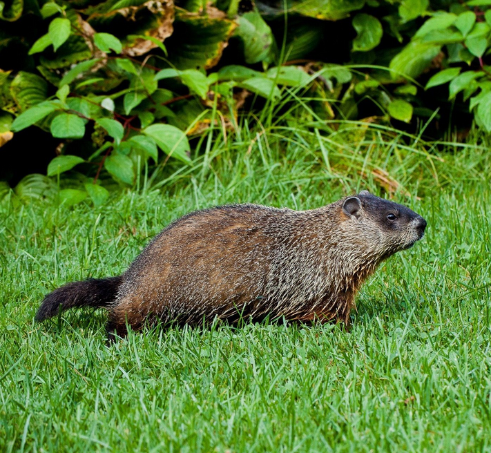 Norway Lemming, Wild Kratts Wiki