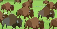 American bison (Bison bison)