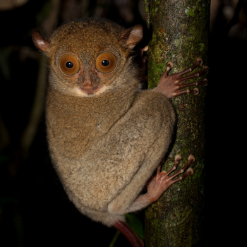 Horsfield's Tarsier | Wild Kratts Wiki | Fandom