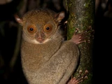 Horsfield's Tarsier