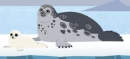 Ringed Seal (Pusa hispida)