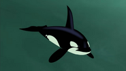 Orca