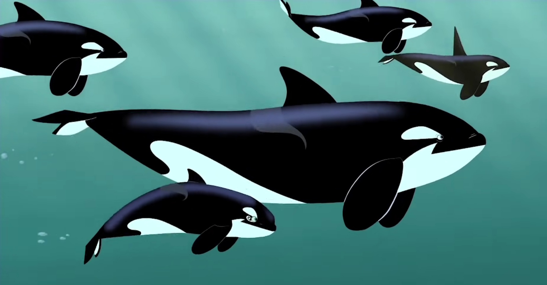 Orcas In The Wild