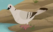 African collared dove.jpg (13 KB) African Collared Dove (Streptopelia roseogrisea)