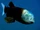 Barreleye
