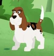 Basset Hound (Canis lupus familiaris)