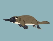 Platypus (Ornithorhynchus anatinus)