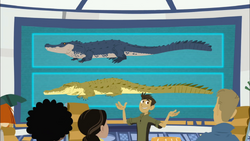 Crocogator Contest, Wild Kratts Wiki