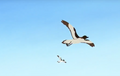 AntarcticPetrel.png (576 KB) AntarcticPetrel