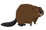 North American beaver (Castor canadensis)