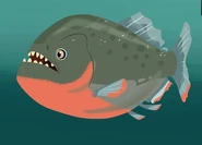 Red-bellied Piranha (Pygocentrus nattereri)