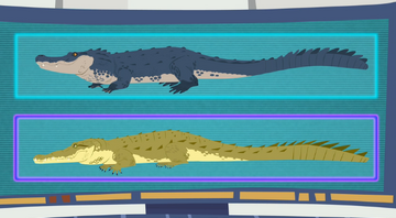 https://static.wikia.nocookie.net/wildkratts/images/7/78/Crocogater.wildkratts.01.PNG/revision/latest/scale-to-width/360?cb=20140722195253