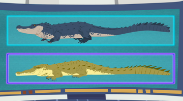 Crocogator Contest Wild Kratts Wiki Fandom