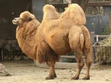 Bactrian Camel