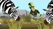 Chris is looking at zebras eating harder grass.