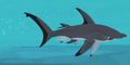 Great Hammerhead.png (397 KB) Great Hammerhead