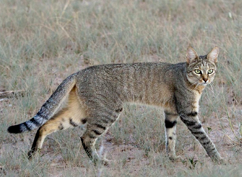 north african wildcat