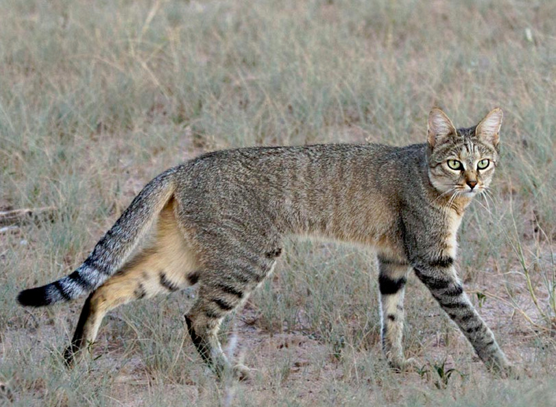 african sand cat