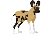 African Wild Dog (Lycaon pictus)