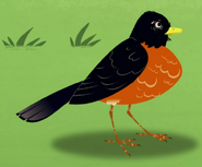 American Robin (Turdus migratorius)