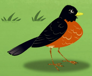 American robin (Turdus migratorius)