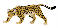 Indian leopard (Panthera pardus fusca)