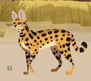 Serval (Leptailurus serval)
