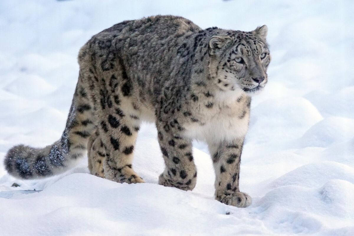 The Grey Eyed Leopard - snow leopard, animals, big cats, felines