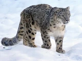Snow Leopard