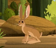 Antelope Jackrabbit (Lepus alleni)