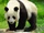 Giant Panda