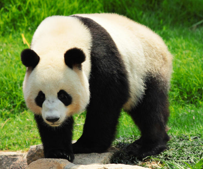 giant pandas in the wild