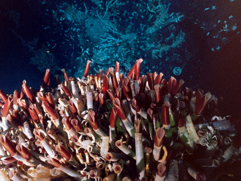 tube worms