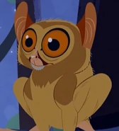 Horsfield's Tarsier (Cephalopachus bancanus)