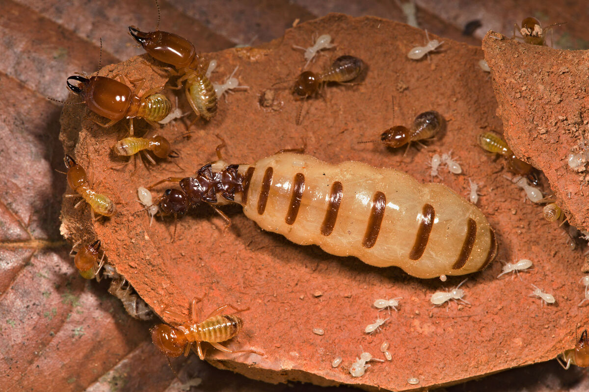 Group of the small termite on decaying timber. The termite on the ground is sear