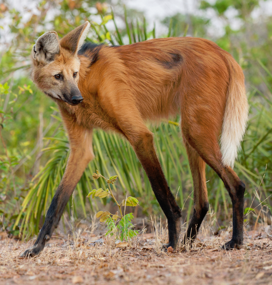 maned wolf