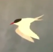 Arctic Tern (Sterna paradisaea)