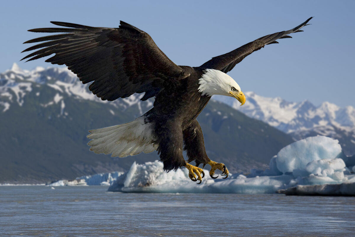 Bald Eagle | Wild Kratts Wiki | Fandom