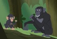Common Chimpanzee (Pan troglodytes)