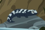 Marbled Salamander (Ambystoma opacum)