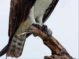 Osprey